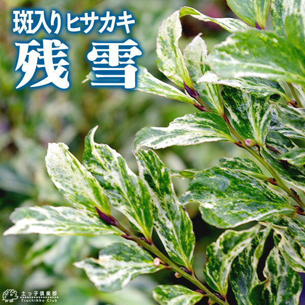 ヒサカキ 斑入り葉 『 残雪 』 12cmポット苗 【 珍種 】（シェードプランツ、斑入りヒサカキ）