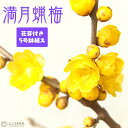 《 花芽付き 》 香る花木 『 満月蝋梅 ( マンゲツロウバ...