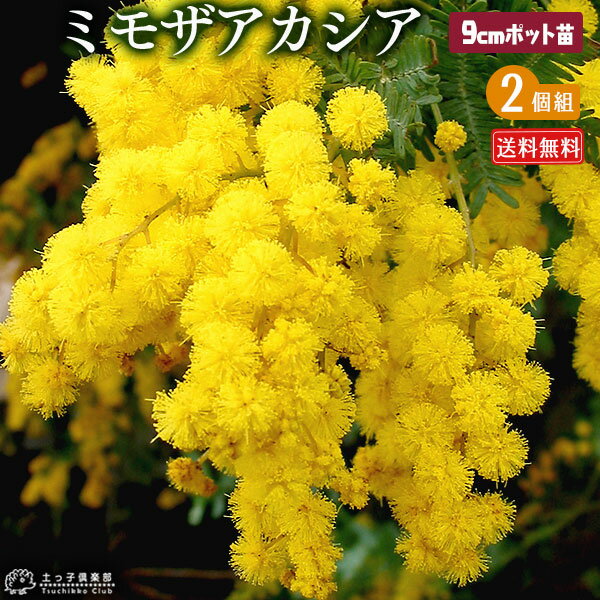 楽天市場 ミモザ アカシア ゴールデンミモザ 9cmポット苗 送料無料 2個セット 花と緑の専門店 土っ子倶楽部 みんなのレビュー 口コミ 楽天市場 ミモザ アカシア ゴールデンミモザ 9cmポット苗 送料無料 2個セット 花と緑の専門店 土っ子倶楽部 みんなのレビュー 口コミ