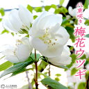 八重咲き 梅花ウツギ （ 五月梅 ） 5