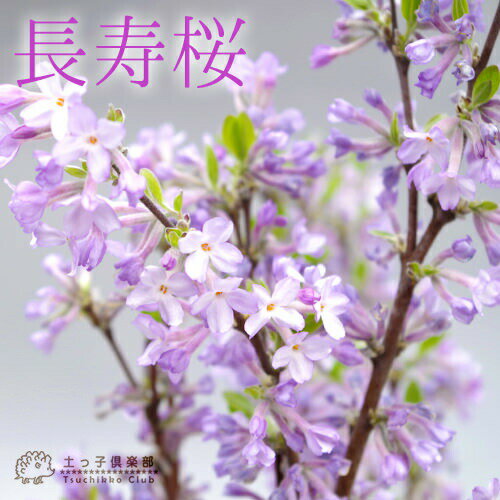 長寿桜 （ チョウジュザクラ ） 4号鉢植え