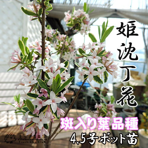 三大香木って知ってる 四季で自然な植物の香りを楽しもう 沈丁花 クチナシ 金木犀 蝋梅 Lotti Blog 三大香木って知ってる 四季で自然な植物の香りを楽しもう 沈丁花 クチナシ 金木犀 蝋梅 Lotti Blog