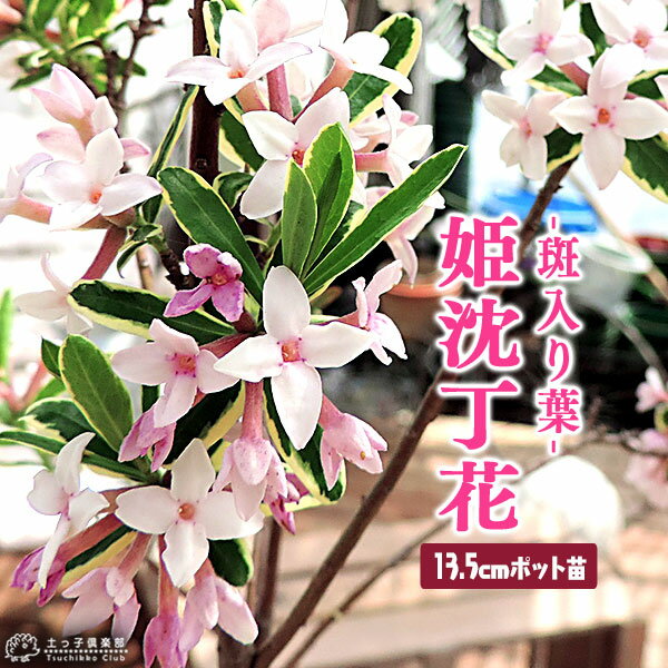 楽天市場 斑入りジンチョウゲ 覆輪姫沈丁花 13 5cmポット 花と緑の専門店 土っ子倶楽部 みんなのレビュー 口コミ 楽天市場 斑入りジンチョウゲ 覆輪姫沈丁花 13 5cmポット 花と緑の専門店 土っ子倶楽部 みんなのレビュー 口コミ