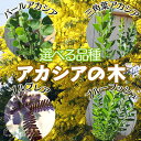 アカシアの木 ( ブルーブッシュ / 三角葉 / パール / プルプレア ) 10.5cmポット苗 【 選べる品種 】