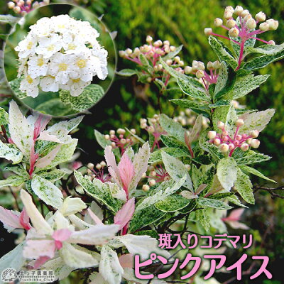 コデマリは4月が開花時期の庭木 育て方 剪定 鉢植えのコツも解説します コデマリは4月が開花時期の庭木 育て方 剪定 鉢植えのコツも解説します