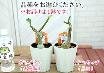 砂漠のバラ（アデニウム）4号鉢植え【選べる花色 人気品種2色】