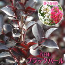 黒葉サルスベリ『ブラックパール』6号スリット鉢植え 【選べる花色】