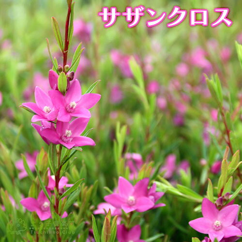 サザンクロス クロウエア 植物図鑑