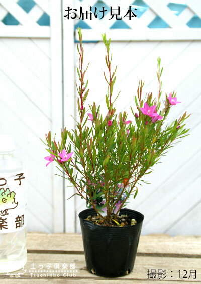 サザンクロス クロウエア 植物図鑑