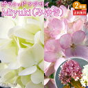 紫陽花 ピラミッドアジサイ Miyuki(みゆき) 10.5cmポット苗 【 送料無料 】 【 2個セット 】