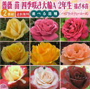 薔薇 苗 四季咲き大輪A 2年生 接ぎ木苗 （ ハイブリットティーローズ ） 【 2個セット 】 【 送料無料 】 【 選べる品種 】