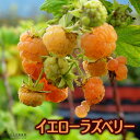 イエロー ラズベリー 『 ファールゴールド 』 9cmポット苗 【 2個セット 】ラズベリー 黄色 ツル性 病害虫に強い 苗 苗木 夏 果樹 収穫 ジャム ソース 土っ子倶楽部