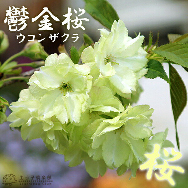 黄桜 『 鬱金桜 （ ウコンザクラ ）』 接ぎ木 12cmポット 苗木