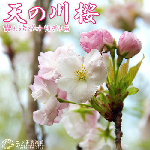 桜『天の川（あまのがわ）』 接ぎ木 10.5cmポット 苗木