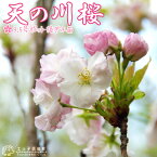 桜『天の川（あまのがわ）』 接ぎ木 10.5cmポット 苗木