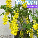 キングサリ(ボッシー) 12cmポット苗木( 黄花藤 )藤 フジ キバナフジ ゴールデンチェーン 苗 ポット苗 黄色 多花性 土っ子倶楽部