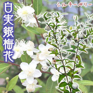 白実 銀梅花『 シルキーベリー 』 9cmポット苗 （ ギンバイカ マートル ）【珍種】