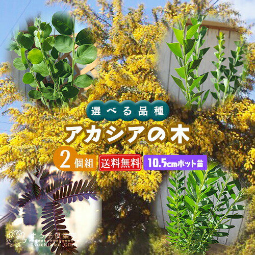 アカシアってどんな木 花の特徴や咲く季節 ミモザとの違いをご紹介 暮らし の