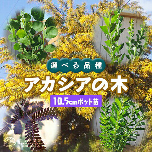 送料無料 150cm 和風モダン 坪庭 シンボルツリー 庭木 鉢付き 常緑樹 大型【黒竹(5本立ち以上) 樹高1.5m前後】