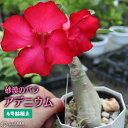 砂漠のバラ （ アデニウム ） 4号鉢植え 【選べる花色 人気品種2色】