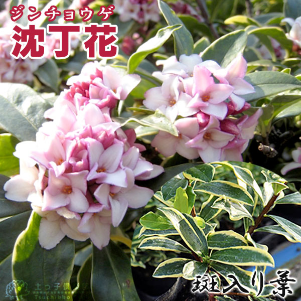 斑入り 沈丁花 赤花 15cmポット苗 フクリン ジンチョウゲ 