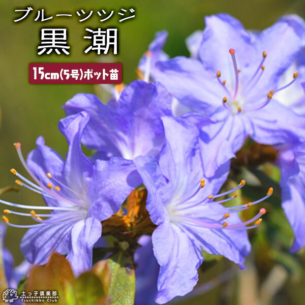 ブルーツツジ 『 黒潮 （ クロシオ ） 』 15cmポット苗木 （ ミニシャクナゲ ）のサムネイル