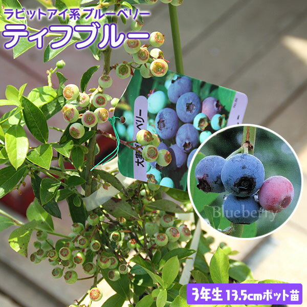 ブルーベリー 『 ティフブルー 』 3年生 13.5cmポット苗 苗 苗木 果樹 ラビットアイ 品種 ブルーベリーの苗 植木 ベランダ 鉢 鉢植え 3年生苗 家庭果樹 土っ子倶楽部