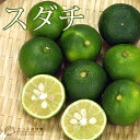 スダチ 15cmポット接木苗
