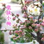小梅 『 竜峡小梅 』 リュウキョウコウメ 15cmポット 接木苗 2,618円