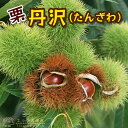 栗「丹沢(たんざわ)」15cmポット苗