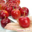 りんご 『 アルプス乙女 』 （ ミニリンゴ ） 接ぎ木 12～15cm ポット苗