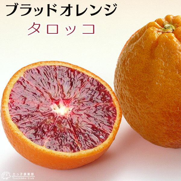ブラッドオレンジ 『 タロッコ 』 13.5cmポット接木苗 【 珍種 】