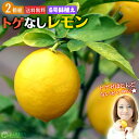 トゲなしレモン 6号鉢植え 接ぎ木苗 【2個セット】 【送料無料】