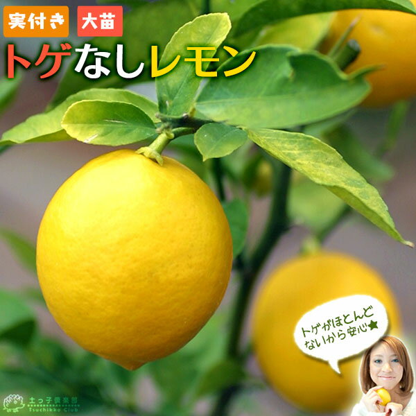 種類も解説 シンボルツリー レモン の人気おすすめランキング15選 ほったらかしでも育つ セレクト Gooランキング