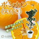 《実付き!!》ポンカン 接ぎ木苗 6号鉢植え
