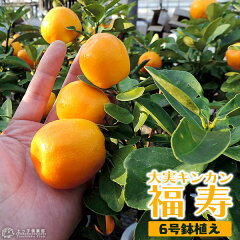 https://thumbnail.image.rakuten.co.jp/@0_mall/tsuchikko/cabinet/02835022/kaju/f-123-m-h6_minashi.jpg
