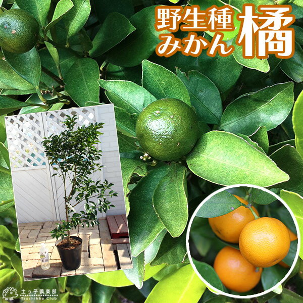柑橘 『 橘 （ たちばな ） タチバナ 』 21cmポット接ぎ木苗 《 大苗 》【 珍種 】【 送 ...