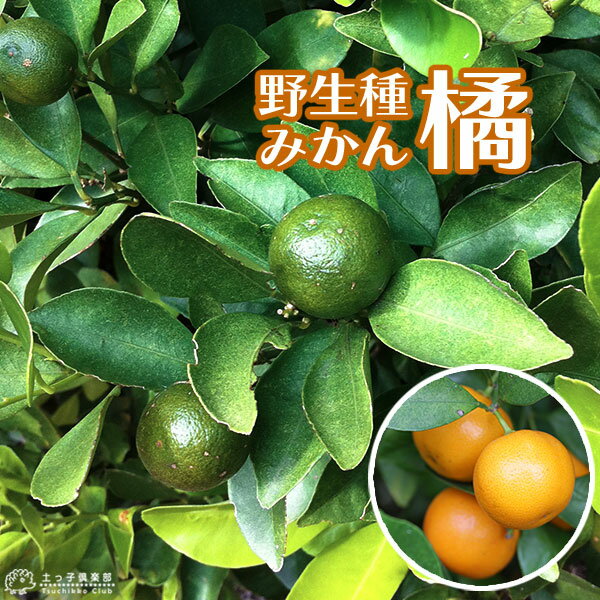 柑橘 『 橘 （ たちばな ） 』 接ぎ木 15cmポット苗 【 珍種 】