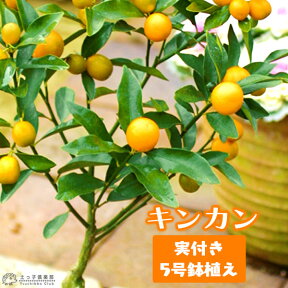 《 実付き 》金柑 （ きんかん ） 5号鉢植え