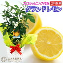 《 実付き 》 レモンの木 『 グランドレモン 』 接ぎ木苗 6号鉢植え カゴラッピングギフト (※2個以上なり) 【送料無料】
