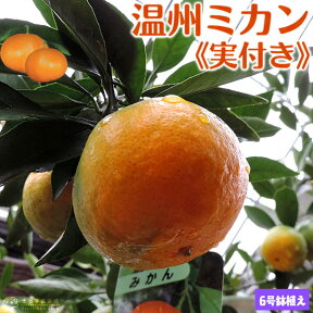 《 実付き 》 早生温州みかん 接ぎ木苗 6号鉢植え