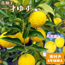 《 実付き 》 一才ゆず 『 花柚子 』 ユズ 接ぎ木苗 6号鉢植え ゆず ユズ 柚子 柑橘 品種 苗 苗木 接ぎ木 接木苗 植木 果樹 苗 鉢 庭 ベランダ 収穫自家結実 果樹 土っ子倶楽部