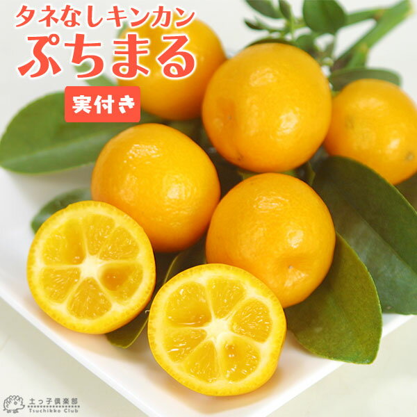 《 実付き 》 タネなし 金柑 『 ぷちまる 』 15cmポット接木苗 （ プチマル ）のサムネイル