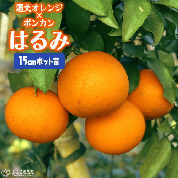 楽天市場】はるみ みかん 苗木の通販 楽天市場】はるみ みかん 苗木の通販