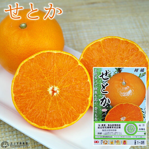 柑橘 せとか 13.5cmポット接木苗