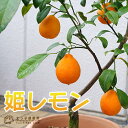 【珍種】姫レモン(ヒメレモン) 15cmポット接木苗