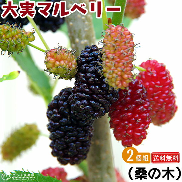赤い実のなる木14選 庭木や街路樹など季節別に気になる植物をご紹介 暮らし の