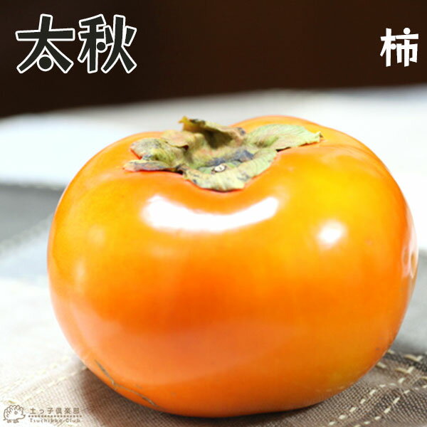 柿 （ 甘柿 ） 『 太秋 （ タイシュウ ） 』 12cmポット接ぎ木苗