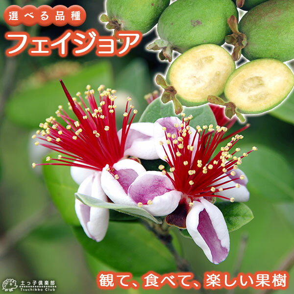 フェイジョア ( アポロ 、 プリティグリーン ) 18cmポット苗 【 選べる品種 】