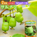 大実 サルナシ 『 エメロード 』 10.5cmポット苗 (ベビーキウイ、コクワ) 【2個セット】 【送料無料】